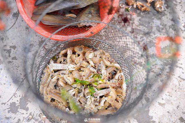 王哥庄野生海货丰收 这些美味你吃过几种 王哥庄野生海货丰收 这些美味你吃过几种