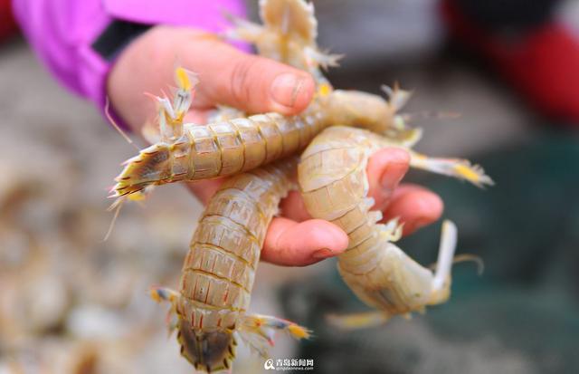 王哥庄野生海货丰收 这些美味你吃过几种 王哥庄野生海货丰收 这些美味你吃过几种