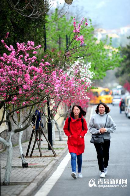 韶关路碧桃盛放 八大关已美得不要不要的