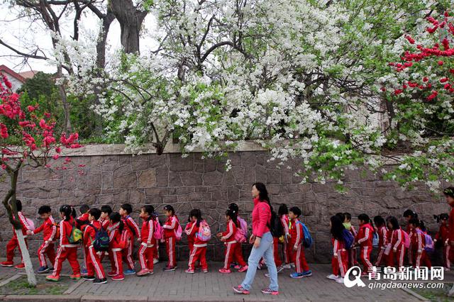韶关路碧桃盛放 八大关已美得不要不要的