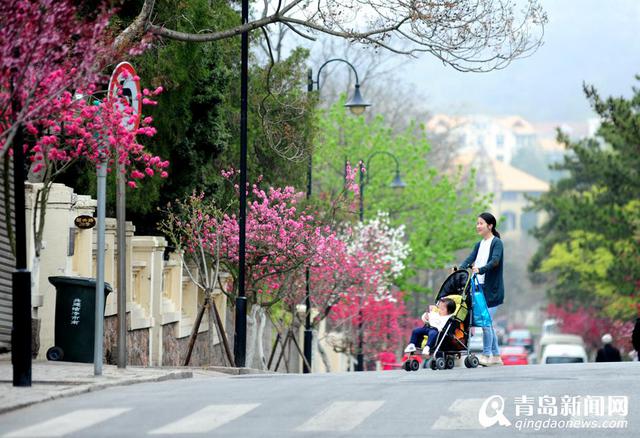 韶关路碧桃盛放 八大关已美得不要不要的