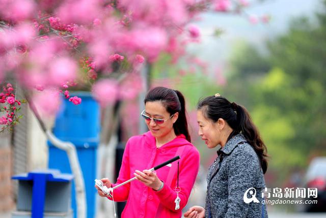 韶关路碧桃盛放 八大关已美得不要不要的