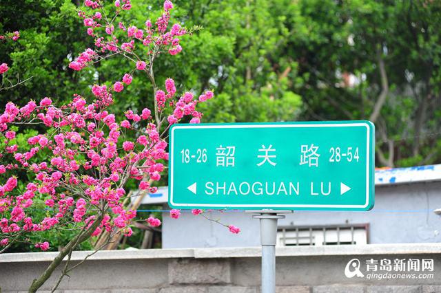 韶关路碧桃盛放 八大关已美得不要不要的