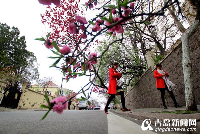韶关路碧桃盛放 八大关已美得不要不要的