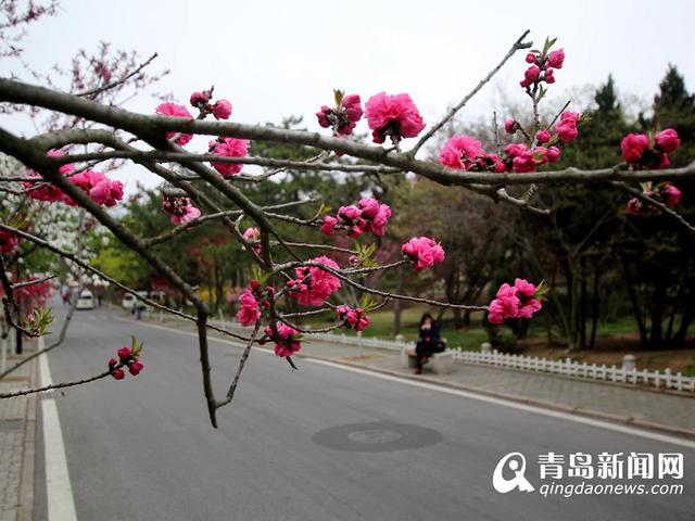 韶关路碧桃盛放 八大关已美得不要不要的