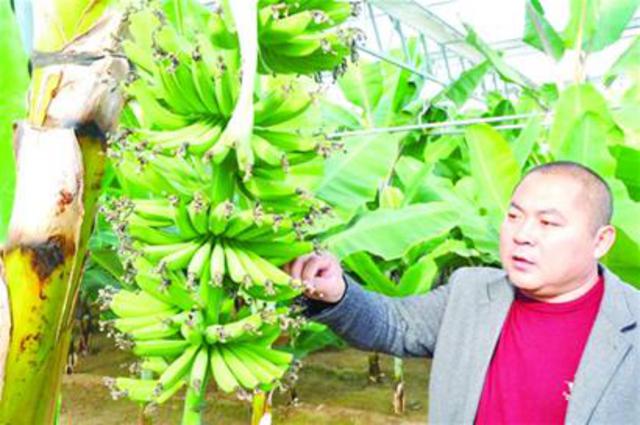 南方农作物嫁进青岛成了景 俩月后赏薰衣草(图)