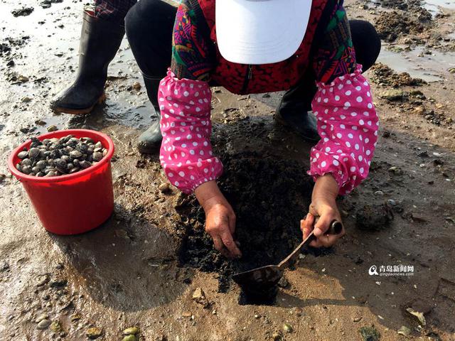 红岛蛤蜊节本周末开幕 历时16天让你挖个够