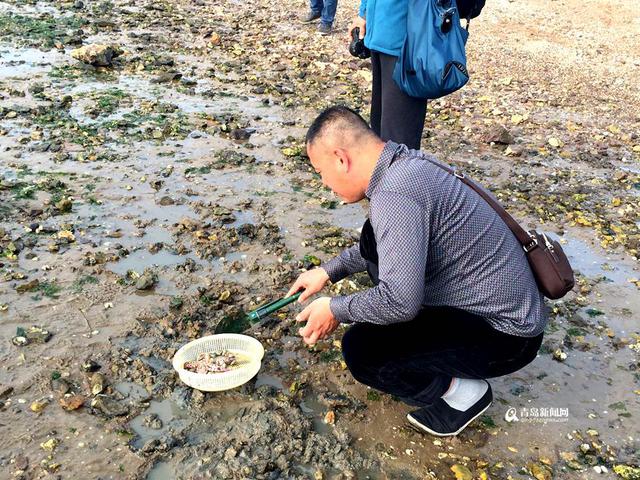 红岛蛤蜊节本周末开幕 历时16天让你挖个够