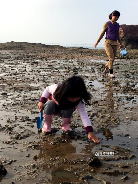 红岛蛤蜊节本周末开幕 历时16天让你挖个够