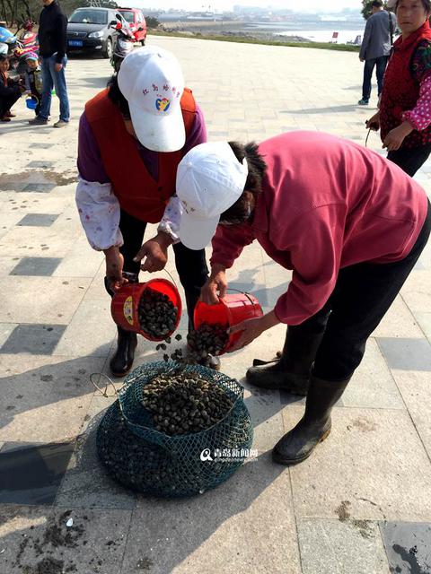 红岛蛤蜊节本周末开幕 历时16天让你挖个够