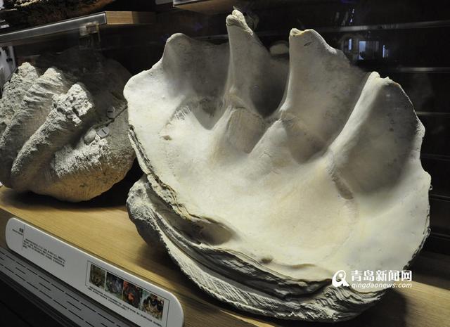 海底海洋生物馆将开放