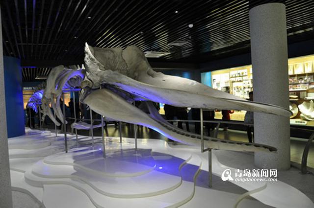 海底海洋生物馆将开放