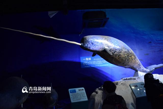 海底海洋生物馆将开放