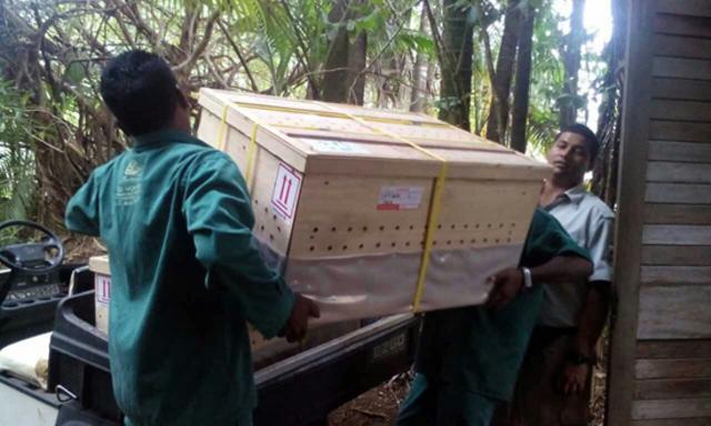 4只亚达伯拉象龟运抵青岛 