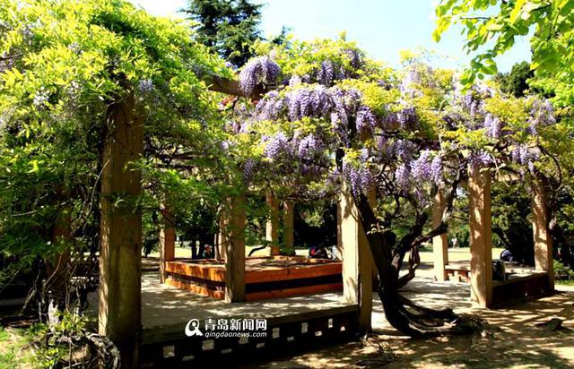 【春消息】追随青岛春天紫藤芳踪 似紫瀑流淌