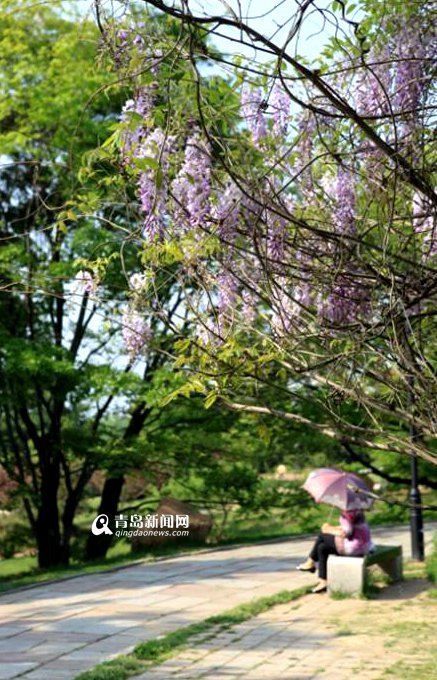 【春消息】追随青岛春天紫藤芳踪 似紫瀑流淌