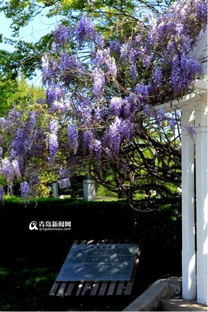 【春消息】追随青岛春天紫藤芳踪 似紫瀑流淌