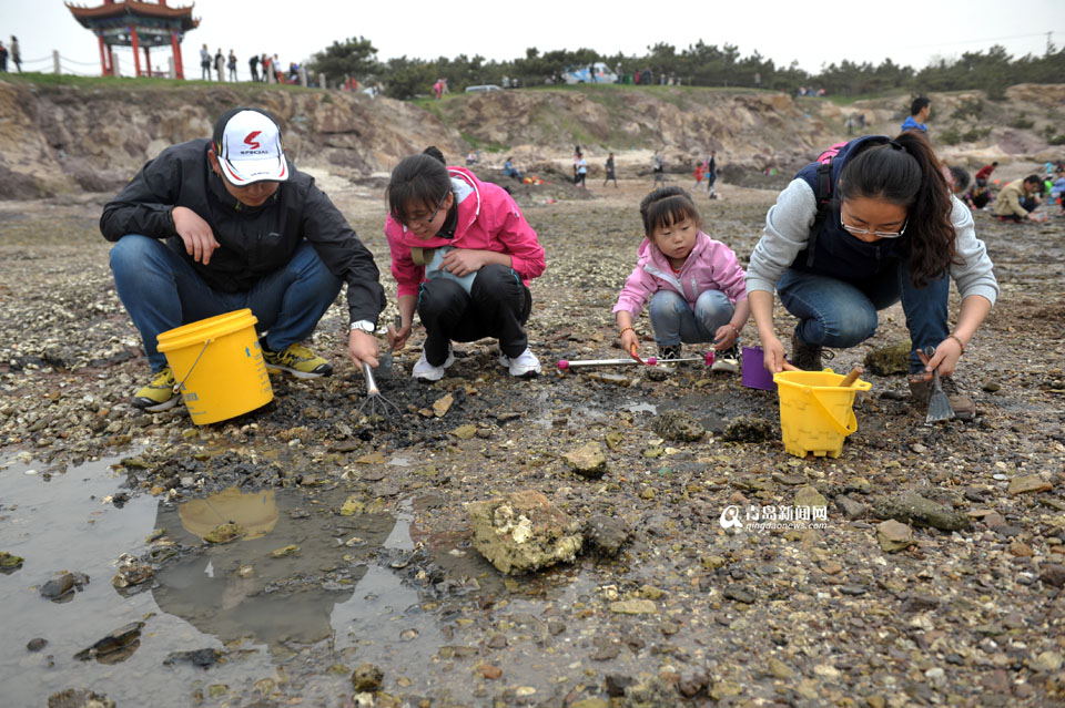 高清：红岛蛤蜊节开幕 个头大数量多人气爆棚