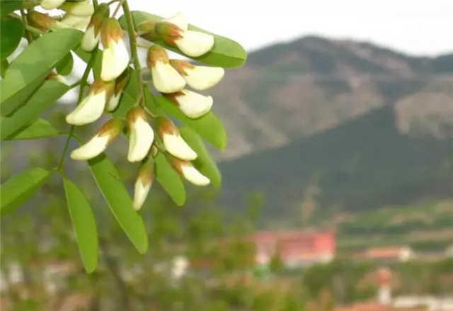 组图：槐树花开清香四溢 盘点槐花15种美味吃法