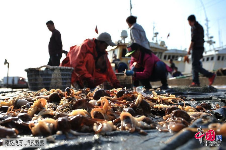 高清:青岛迎渔汛 日上岸五万余斤走俏出口市场
