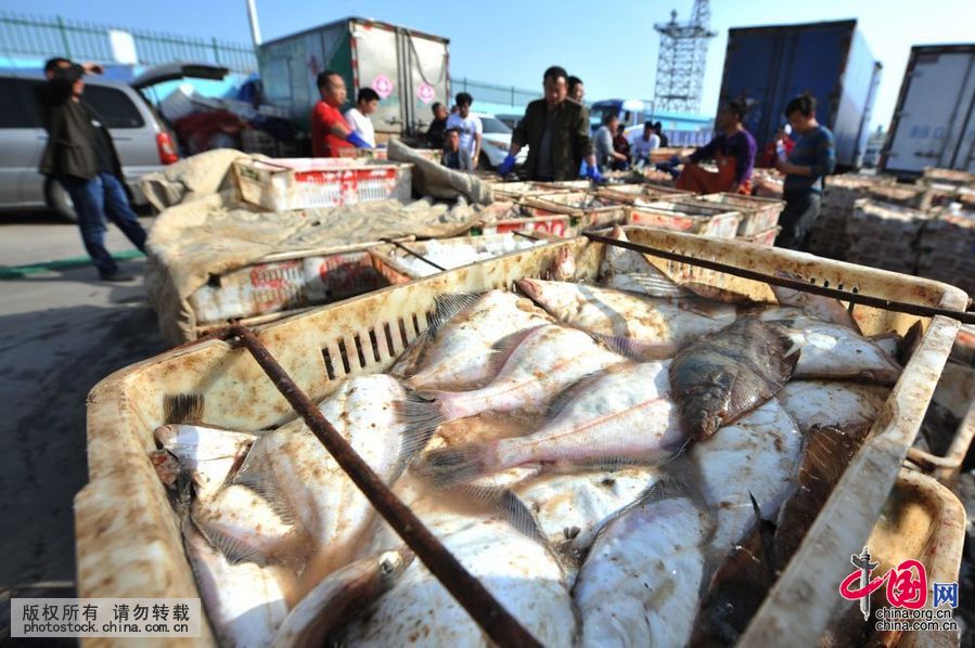 高清:青岛迎渔汛 日上岸五万余斤走俏出口市场