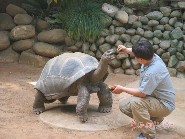 青岛获赠毛里求斯国宝 亚达伯拉象龟将一展真容