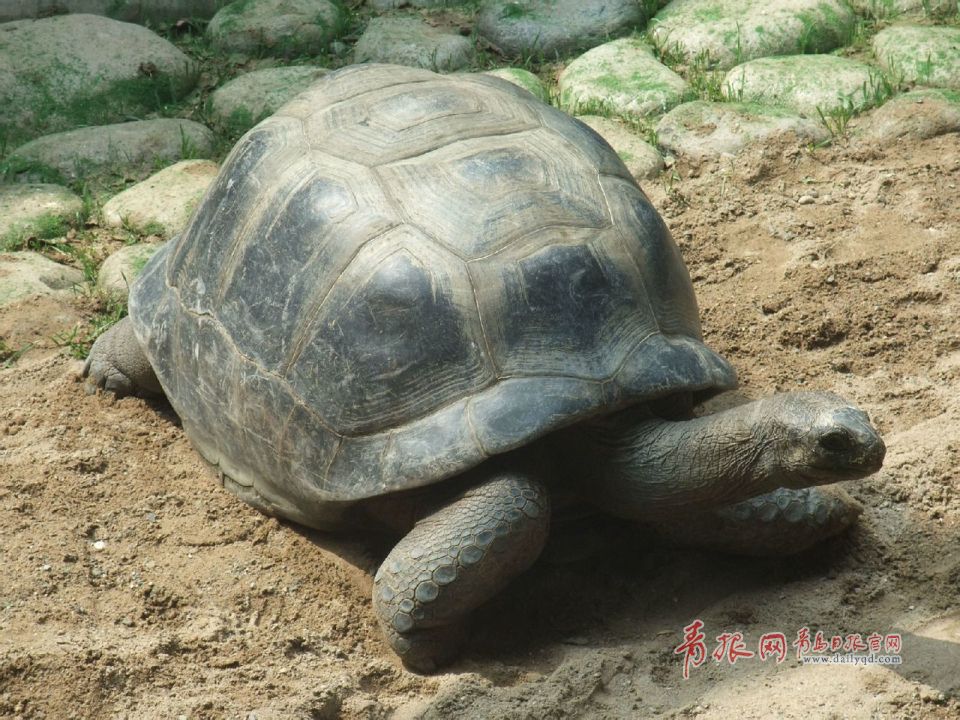 青岛获赠毛里求斯国宝 亚达伯拉象龟将一展真容