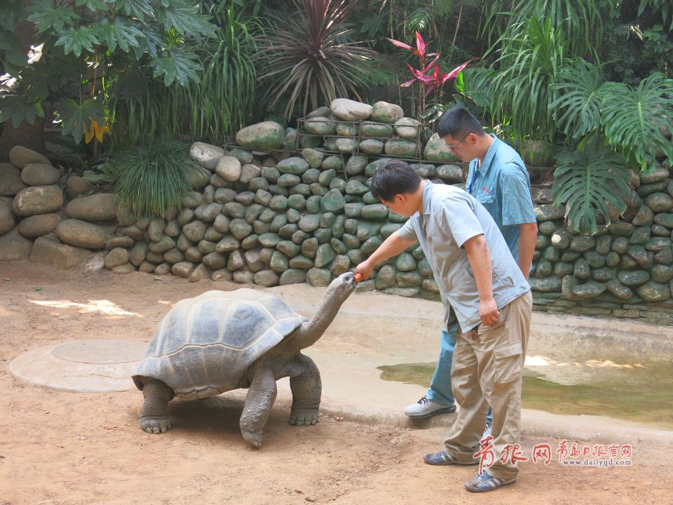 青岛获赠毛里求斯国宝 亚达伯拉象龟将一展真容