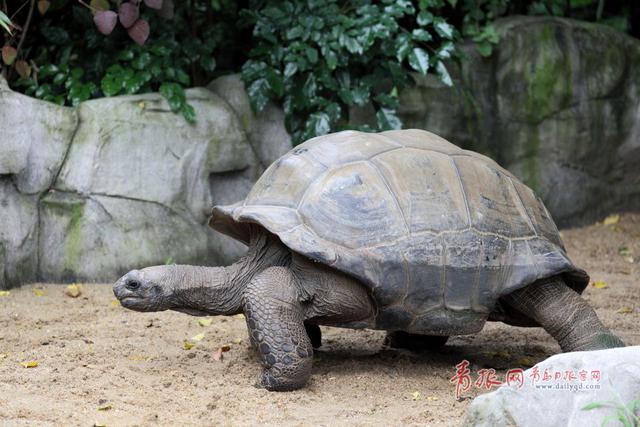 青岛获赠毛里求斯国宝 亚达伯拉象龟将一展真容