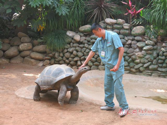 青岛获赠毛里求斯国宝 亚达伯拉象龟将一展真容