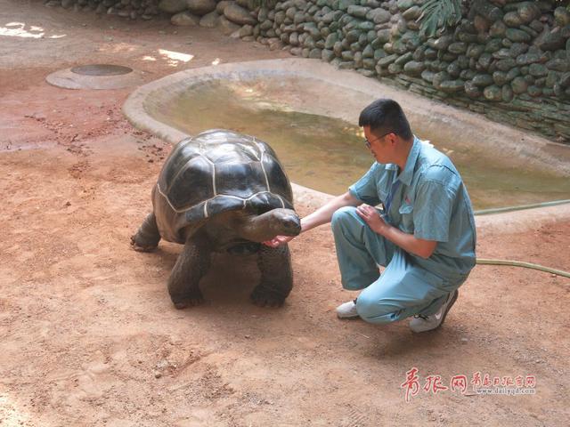 青岛获赠毛里求斯国宝 亚达伯拉象龟将一展真容