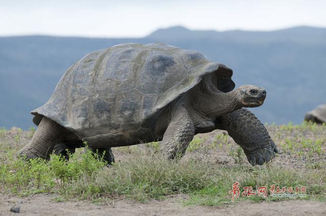 青岛获赠毛里求斯国宝 亚达伯拉象龟将一展真容