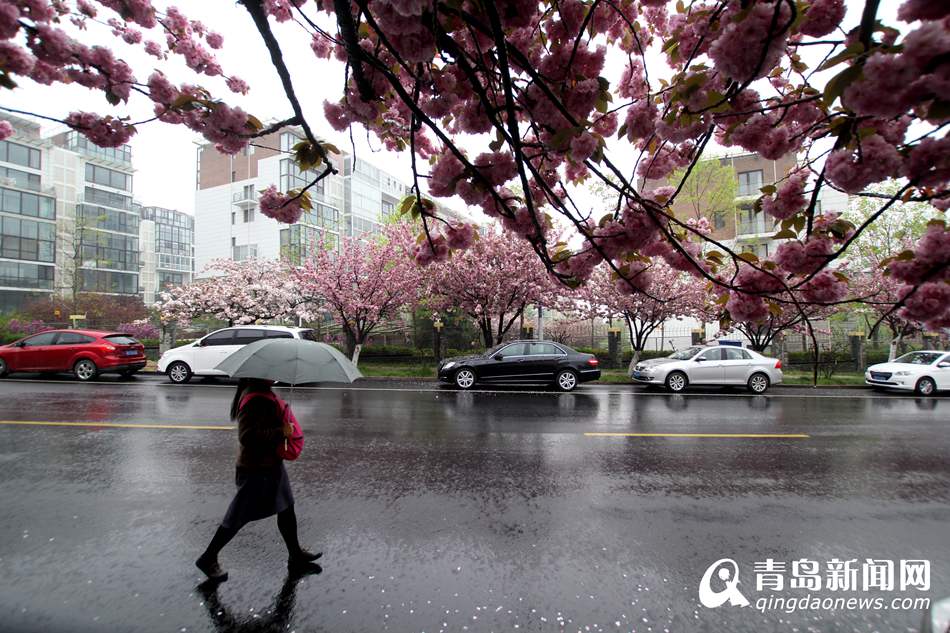 实拍青岛最美双樱大道 雨中樱花更诱人