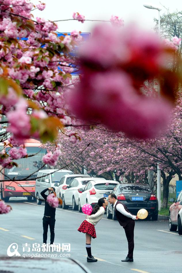 实拍青岛最美双樱大道 雨中樱花更诱人