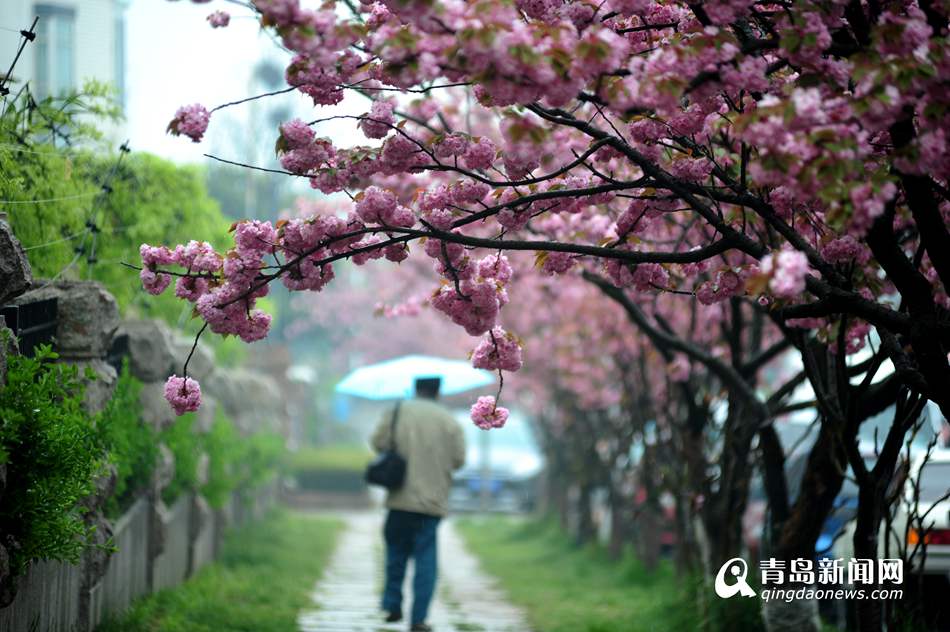 实拍青岛最美双樱大道 雨中樱花更诱人