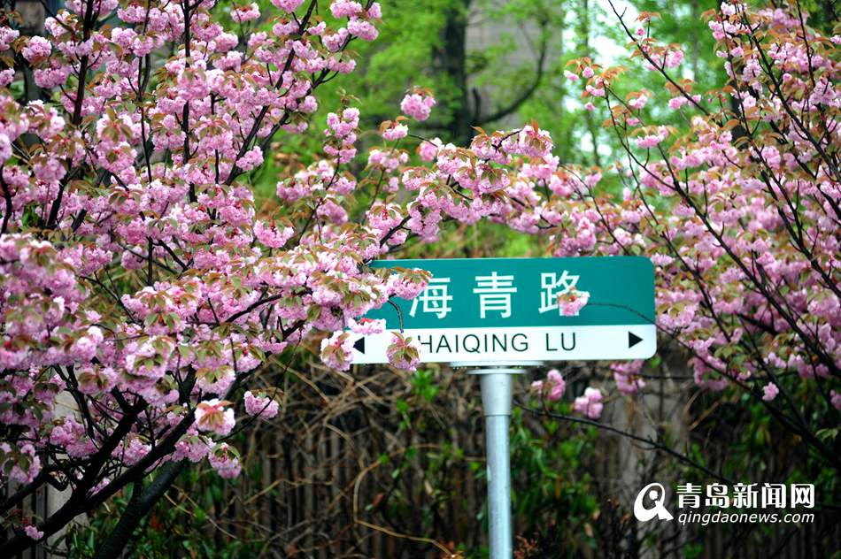 实拍青岛最美双樱大道 雨中樱花更诱人