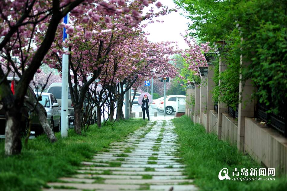 实拍青岛最美双樱大道 雨中樱花更诱人