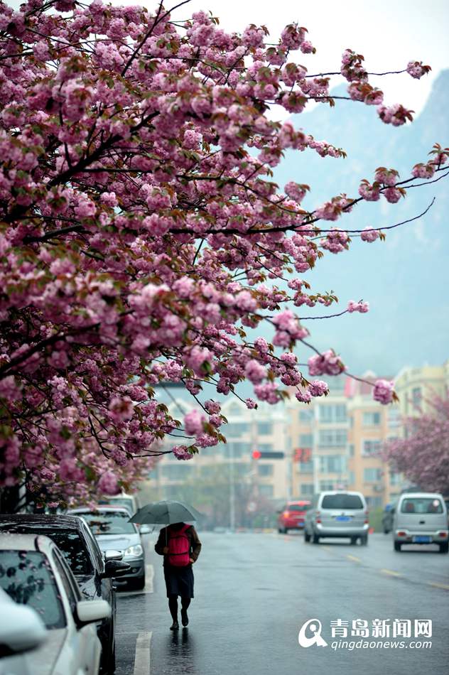 实拍青岛最美双樱大道 雨中樱花更诱人