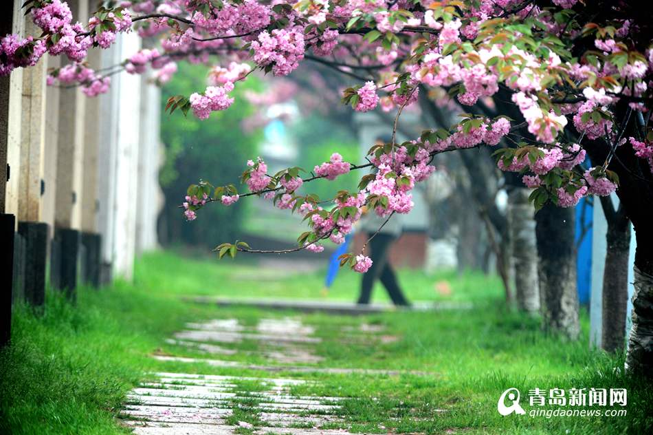 实拍青岛最美双樱大道 雨中樱花更诱人