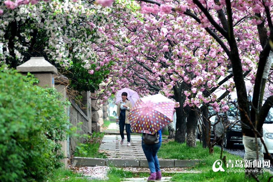 实拍青岛最美双樱大道 雨中樱花更诱人