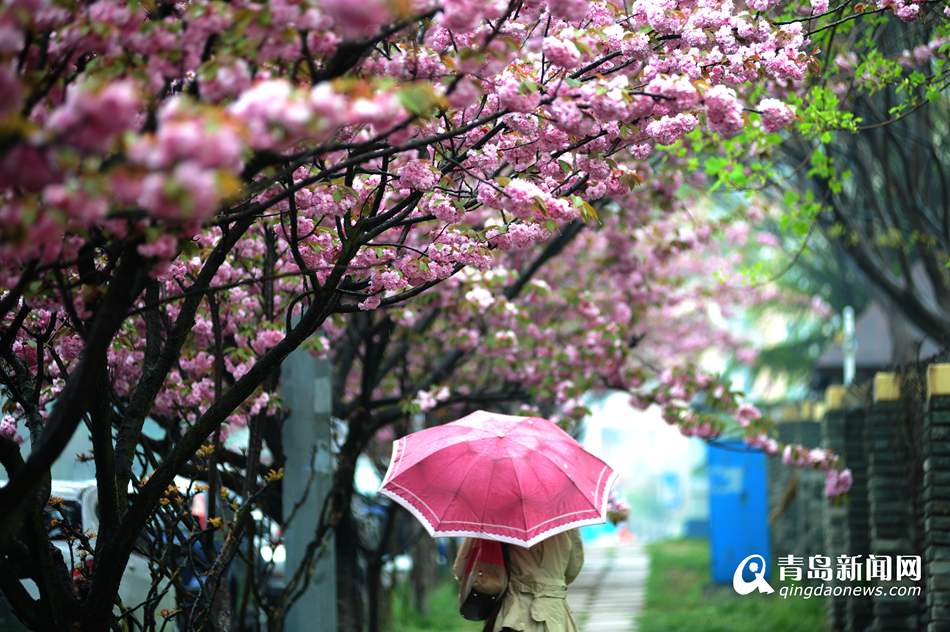 实拍青岛最美双樱大道 雨中樱花更诱人