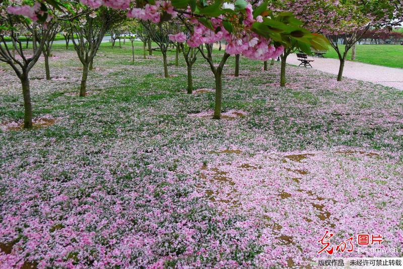 组图:青岛迎来大风降雨天 唐岛湾公园落樱满地