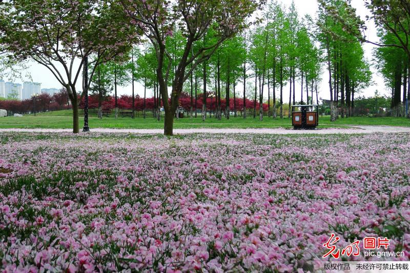 组图:青岛迎来大风降雨天 唐岛湾公园落樱满地