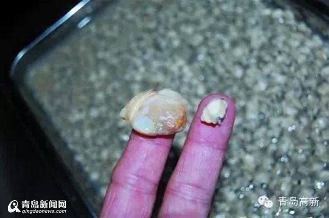 高级吃货看这里 红岛四小海鲜你听过没 高级吃货看这里 红岛四小海鲜你听过没