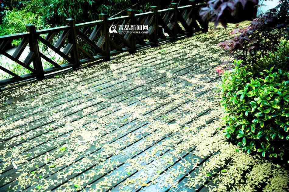 高清：风雨过后的青岛 遍地花瓣醉了一座城