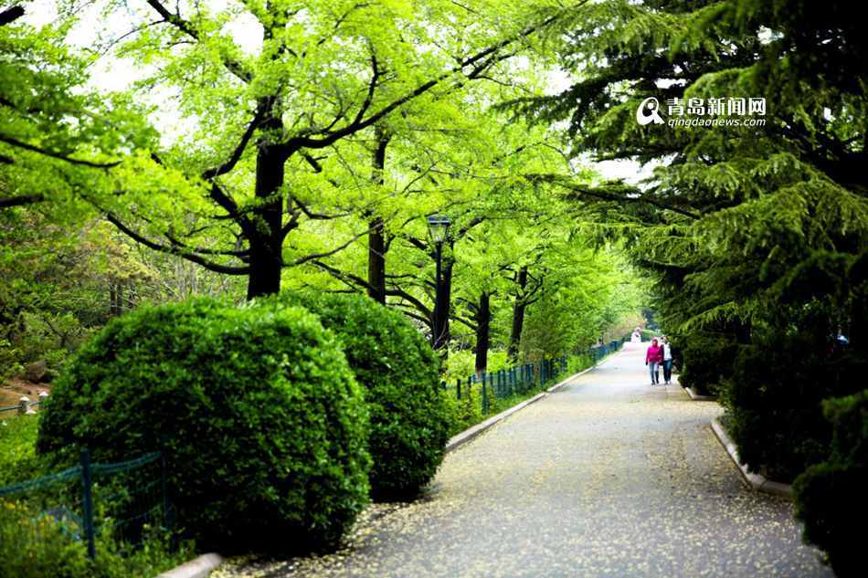 高清：风雨过后的青岛 遍地花瓣醉了一座城