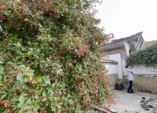 探访即墨百年凤凰村：青石小巷里名门多(图)