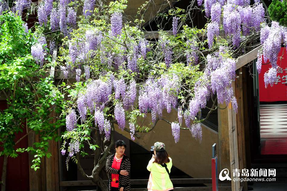 高清：美术馆紫藤花开正盛 壮美如紫色瀑布
