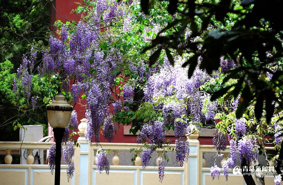 高清：美术馆紫藤花开正盛 壮美如紫色瀑布