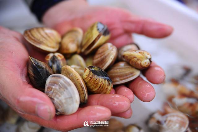 积米崖渔港海鲜飘香 这么多海货你最爱哪一种 积米崖渔港海鲜飘香 这么多海货你最爱哪一种